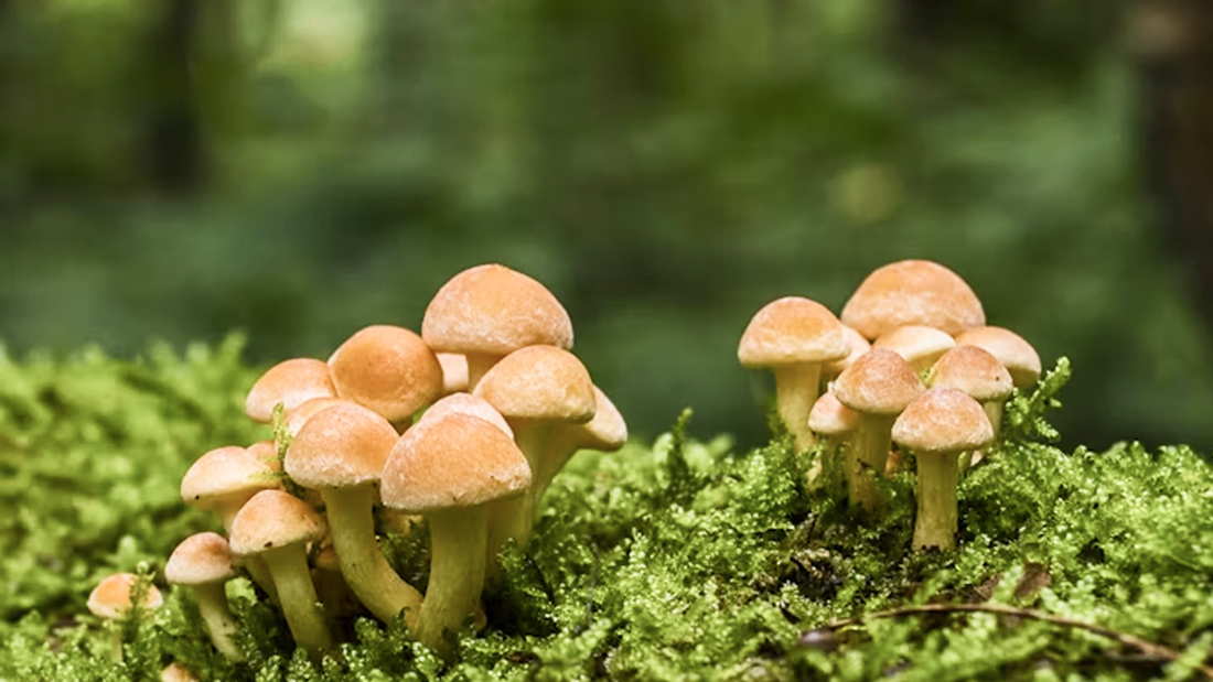 Quelle plante peut soulager les règles douloureuses ?